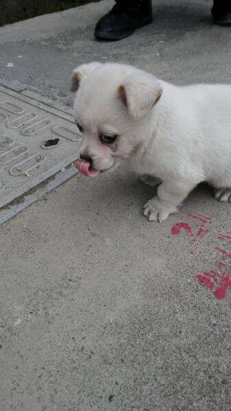 sad story behind this puppy that is often seen sitting on a drain cover by the roadside 3