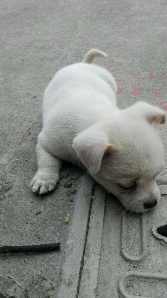 sad story behind this puppy that is often seen sitting on a drain cover by the roadside 4