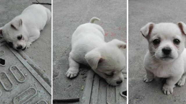 sad story behind this puppy that is often seen sitting on a drain cover by the roadside