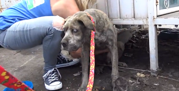 senior blind pit bull rescued 1