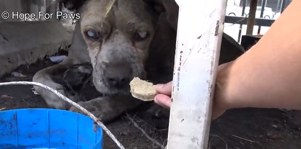 senior blind pit bull rescued 2