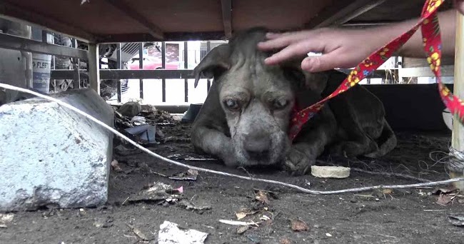 senior blind pit bull rescued