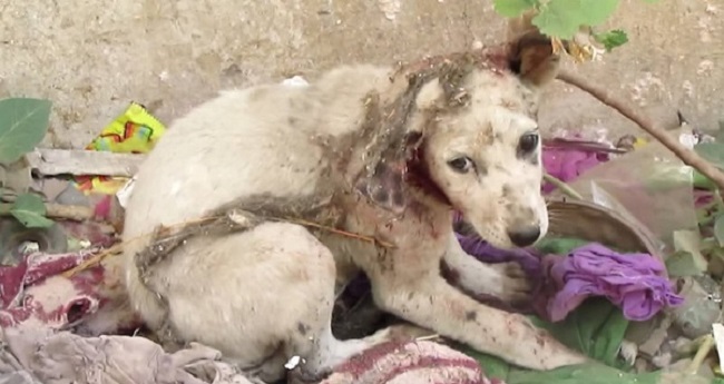 stray puppy ear torn off rescued