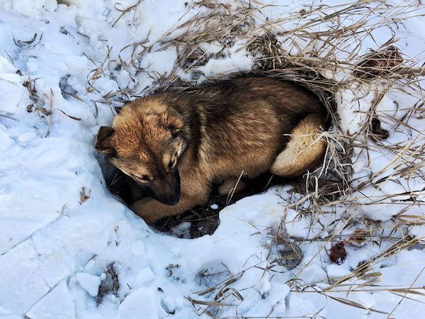 stray puppy nutmeg rescued 1