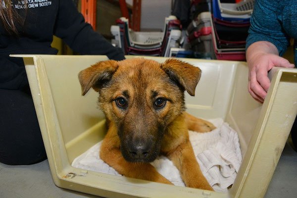 stray puppy nutmeg rescued 3