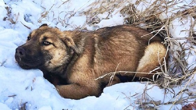 stray puppy nutmeg rescued