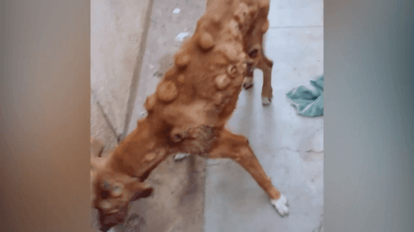 unloved dog covered in cancerous tumors 3