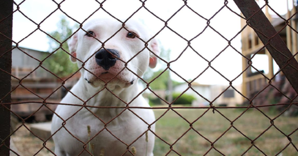 1673494488 916 Pit Bull Finally Gets Adopted After 300 Days At Shelter