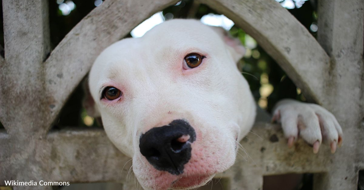 Pit Bull Finally Gets Adopted After 300 Days At Shelter