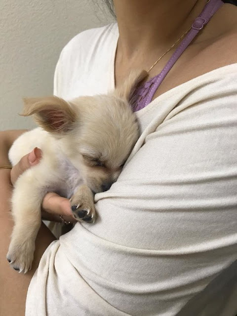 abandoned puppy found alone at airport with note from his owner saying she had no choice but to leave him behind 1