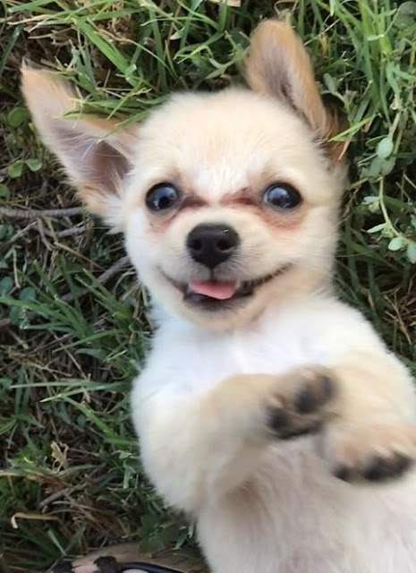 abandoned puppy found alone at airport with note from his owner saying she had no choice but to leave him behind 4