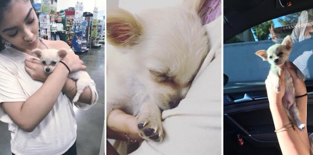 abandoned puppy found alone at airport with note from his owner saying she had no choice but to leave him behind 5