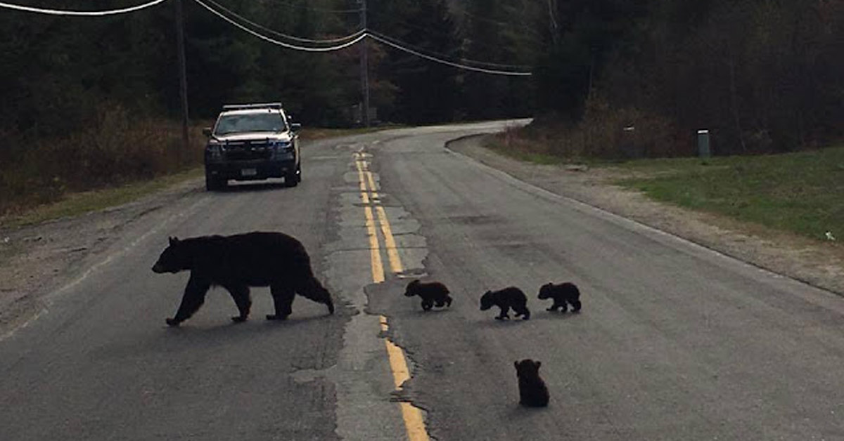 A Bear cub isnt able to keep up with his mama so cop comes to the rescue