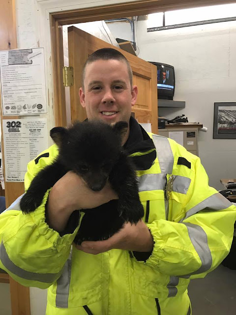 Bear cub isnt able to keep up with his mama so cop comes to the rescue2