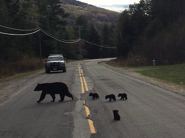 Bear cub isnt able to keep up with his mama so cop comes to the rescue3