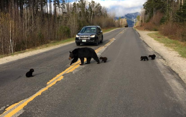 Bear cub isnt able to keep up with his mama so cop comes to the rescue4