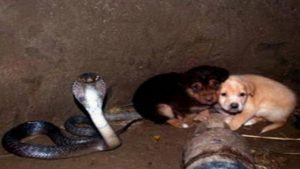 2 puppies fall down a well with a cobra snakes unexpected reaction amazes animal rescuers 1