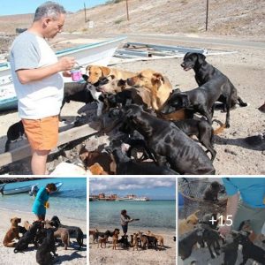 Amazing Couple Help Rescue 34 Stray Dogs And Cats While On Vacation