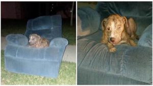The stray dog Duke found a sense of security in an old armchair