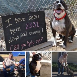 Heartbreaking Tale of a Lonely Dogs 2531 Day Wait for a Loving Human