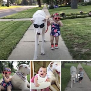 Heartwarming Bond A Toddler and Deaf Great Dane Form an Irresistible Friendship