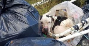 abused dog was dumped in a pile of trash could barely lift his head when rescuers find him