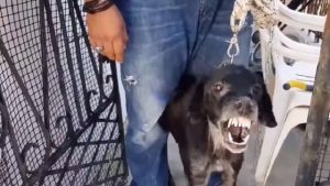 aggressive dog lets rescuer touch him 1