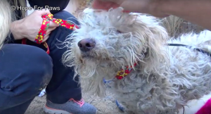 badly injured stray poodle bites