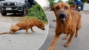 brilliant street dog fakes leg injury to get treats from passersby