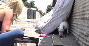 bull terrier hiding behind mattress waiting for someone to help