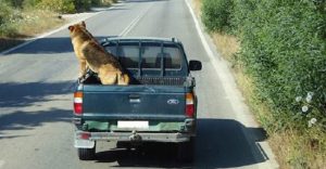 dangers of transporting dogs in the back of pickup trucks