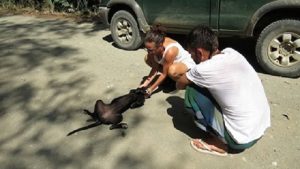 dehydrated dog collapses at rescuers feet 1