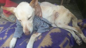 disabled dog left on the road with a bag of diapers and a note 2