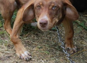 disabled puppy is rescued after being chained to an old truck and left to starve for ten days 3