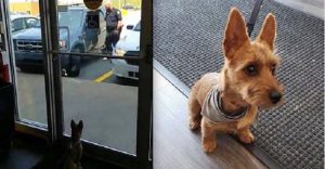 dog crying inside extremely hot vehicle