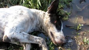 dog found unconscious makes beautiful recovery