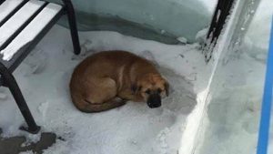 dog freezing at bus shelter rescued