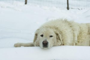 dog in cold 1