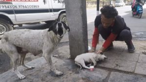 dog mama cries out to humans for help and shows complete trust toward everyone who stops by to help her with her puppy 1