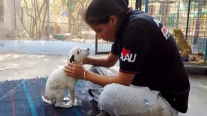 dog mama cries out to humans for help and shows complete trust toward everyone who stops by to help her with her puppy 22