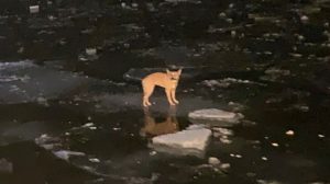 dog that was lost in the middle of a frozen lake is saved just in time