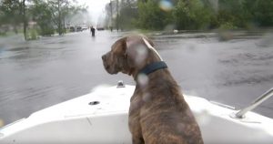 dogs huddled on porch rescued from hurricane florence 2