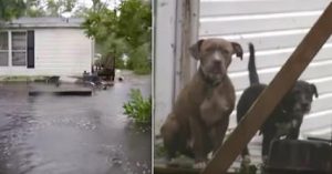 dogs huddled on porch rescued from hurricane florence