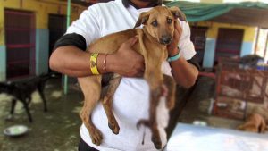 even after train accident his hopeful little tail wagged 2 1