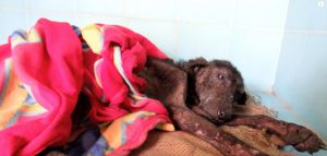 heart broken dog dying in gutter rescued 3