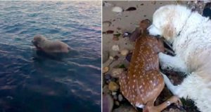 heroic dog pulls drowning baby deer out