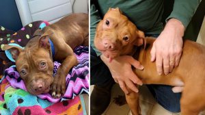 Puppy who was m.i.s.treated by former owner is now "living his best life" in foster home