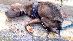 his owner starved him of food and water for months dumped him in gutter to die