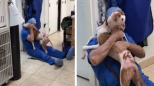 homeless dog cant stop thanking vet for saving his 1