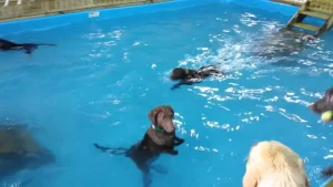 The playful dog stands up whenever she is in the pool